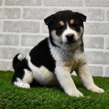 Shiba Inu Puppy Akii