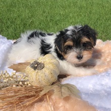 Yorkshire Terrier Puppy Casey