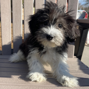 Havanese Puppy Rocky