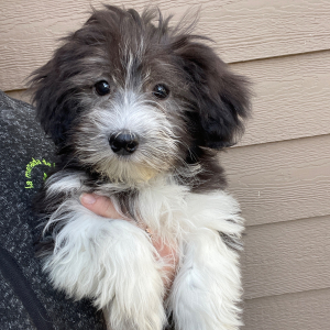 Havanese Puppy Rocky
