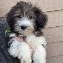 Havanese Puppy Rocky