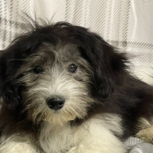 Havanese Puppy Rocky