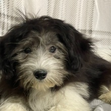 Havanese Puppy Rocky