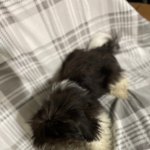 Havanese Puppy Rocky