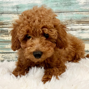 Poodle Puppy Elliott