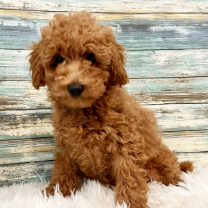 Poodle Puppy Elliott