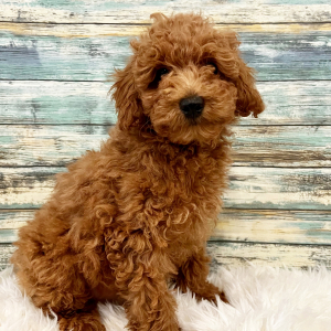 Poodle Puppy Elliott