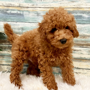 Poodle Puppy Elliott