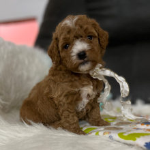 Goldendoodle Puppy Rocket