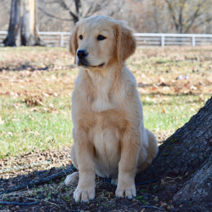 Golden Retriever Puppy Sally