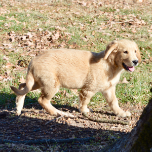 Golden Retriever Puppy Sally