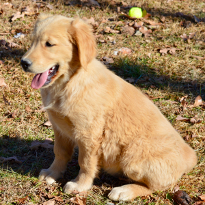 Golden Retriever Puppy Sally