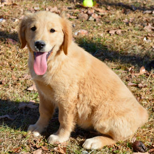 Golden Retriever Puppy Sally