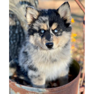 Pomsky Puppy Koda