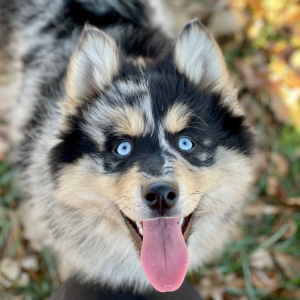 Pomsky Puppy Koda