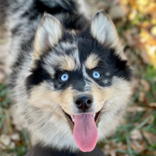 Pomsky Puppy Koda