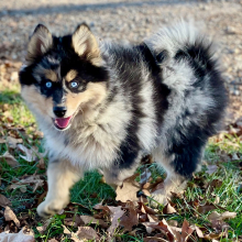 Pomsky Puppy Koda