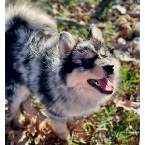 Pomsky Puppy Koda