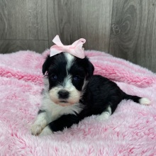 Havanese Puppy Tayla