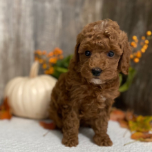 Poodle Puppy Leon