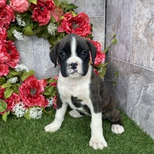 Boxer Puppy Heidi
