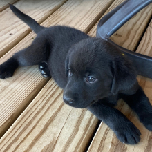 Labrador Retriever Puppy Lem