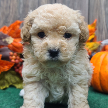 Poodle Puppy Punkin