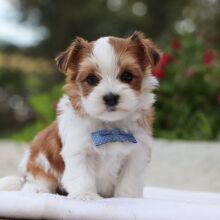 Morkie Puppy Cole
