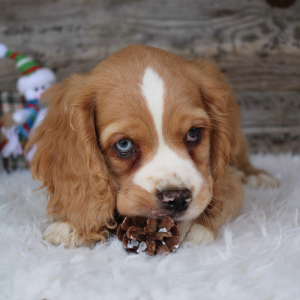 Cocker Spaniel Puppy Alana