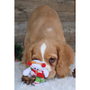 Cocker Spaniel Puppy Alana