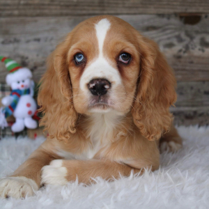 Cocker Spaniel Puppy Alana