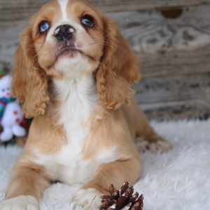 Cocker Spaniel Puppy Alana