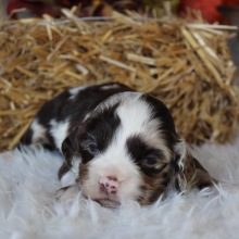 Cocker Spaniel Puppy Homer