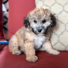 Bichonpoo Puppy Ginger