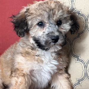 Bichonpoo Puppy Ginger