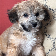 Bichonpoo Puppy Ginger