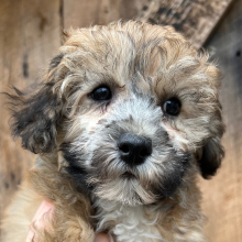 Bichonpoo Puppy Ginger