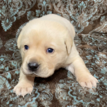 Labrador Retriever Puppy Leo