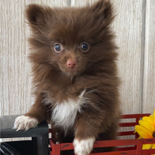 Pomeranian Puppy Jasper