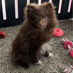 Pomeranian Puppy Jasper