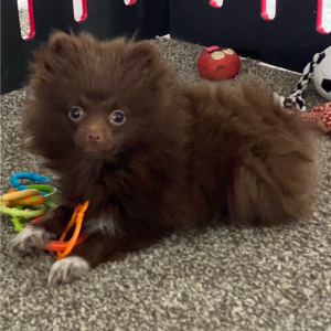 Pomeranian Puppy Jasper