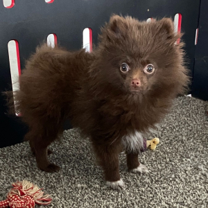 Pomeranian Puppy Jasper