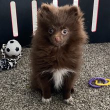Pomeranian Puppy Jasper