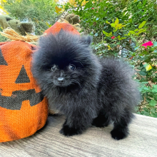 Pomeranian Puppy Midnight