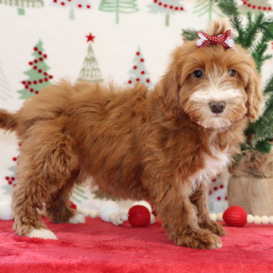 Goldendoodle Puppy Bridget
