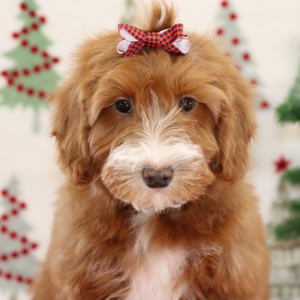 Goldendoodle Puppy Bridget