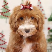 Goldendoodle Puppy Bridget