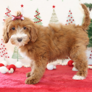 Goldendoodle Puppy Bridget