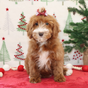 Goldendoodle Puppy Bridget