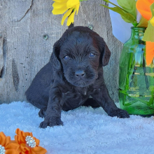 Cockapoo Puppy Neesa